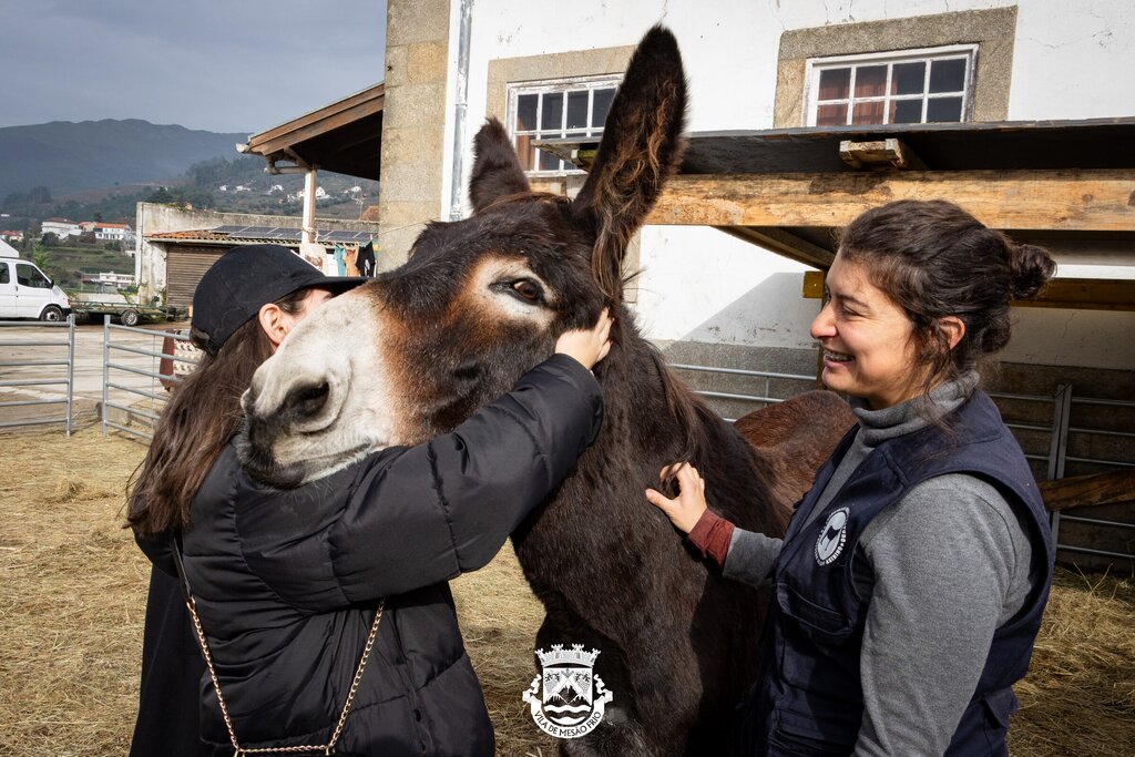 Feira do Burro | Feira Anual de Santo André 2024